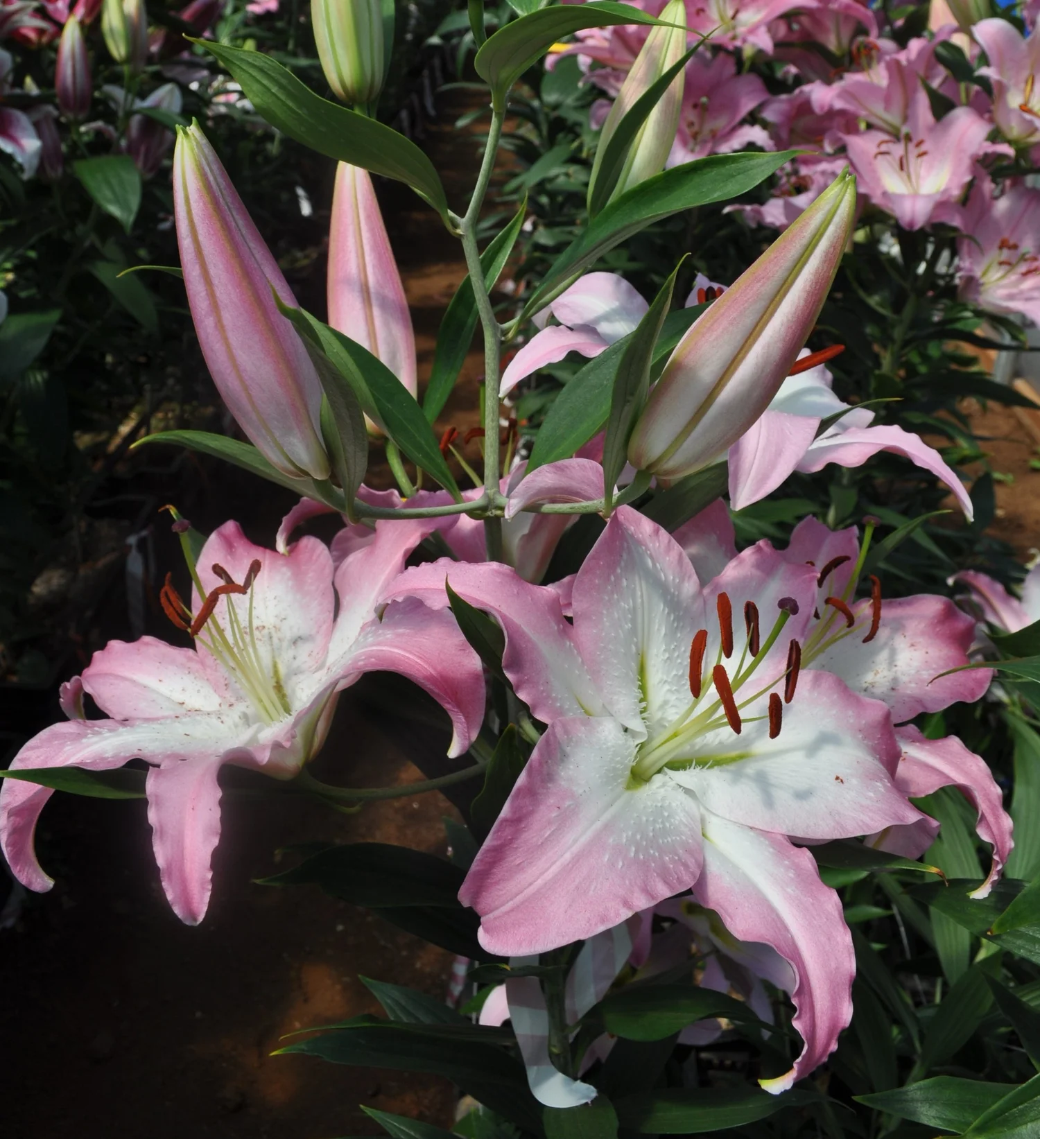 Lilium 'Eva' (Mak Leek) - Omnia Botanica